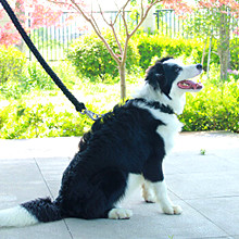 Augmentant 7 la corde de Paracord du parachute 550 de brins 100 pi 2